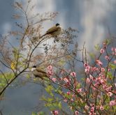 江口：鸟语花香春意浓