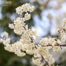 多彩贵州•花漾中国｜野樱花盛开 山间春意浓